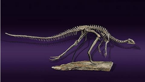 dryosaurus.jpg