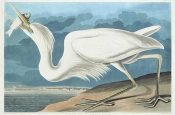 Hand colored engraving from John J. Audubon’s Birds of America, titled Great White Heron